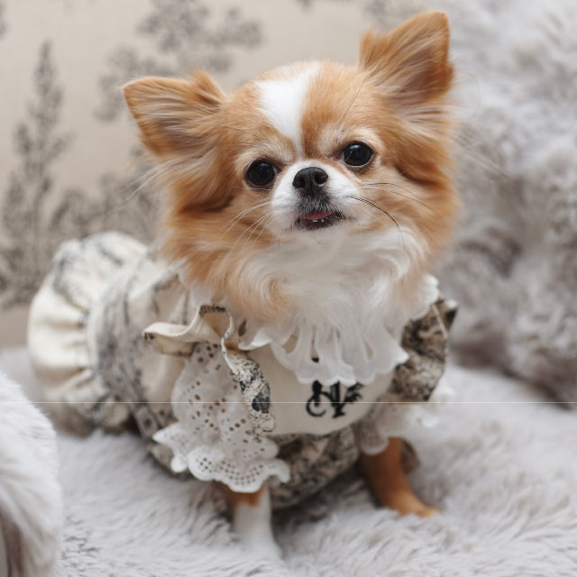 【本店11F】2/14 TO BE BEIGEと作る小型犬のための刺繍エプロンワンピース